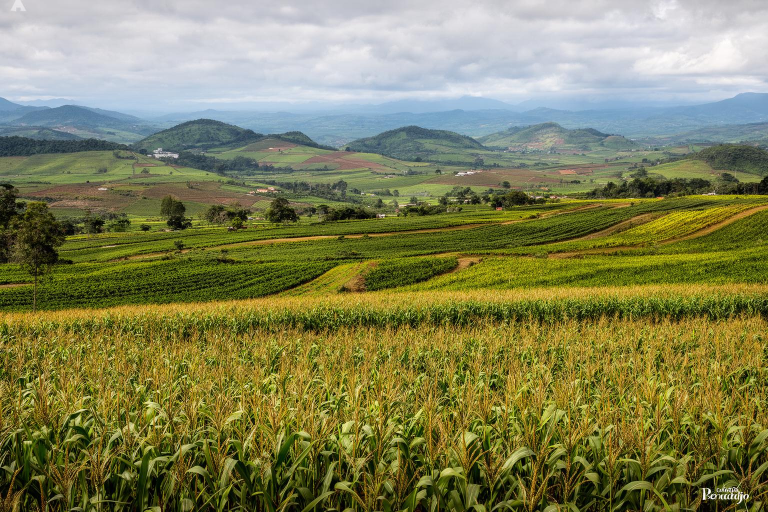 lv-se-no-wo-bu-ku-mi-to-mian-hua-ga-cai-ru-torima-no-da-di